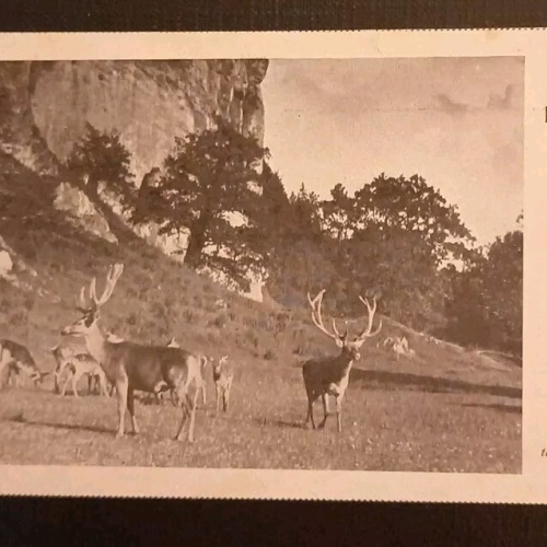 Salzburg Hellbrunn Hirschgarten 600335A gr K