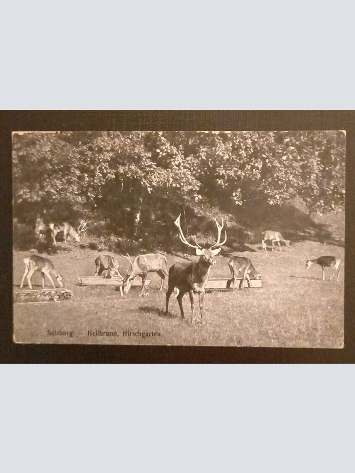 Salzburg Hellbrunn  Hirschgarten 600337A gr K