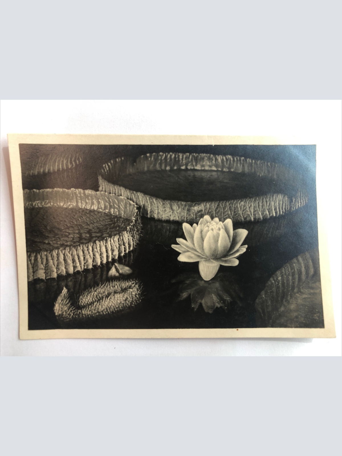 Botanischer Garten München - Nymphenburg. 20263