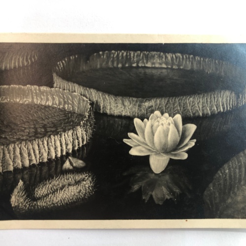 Botanischer Garten München - Nymphenburg. 20263