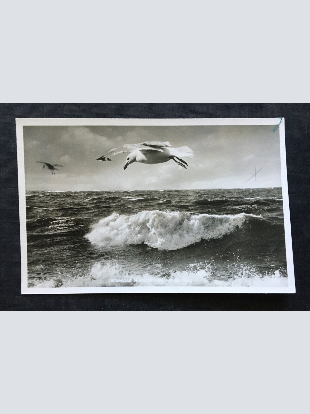 Ostseebad Niendorf Möwe im Flug Welle Schleswig-Holstein Deutschland 4006601 TH