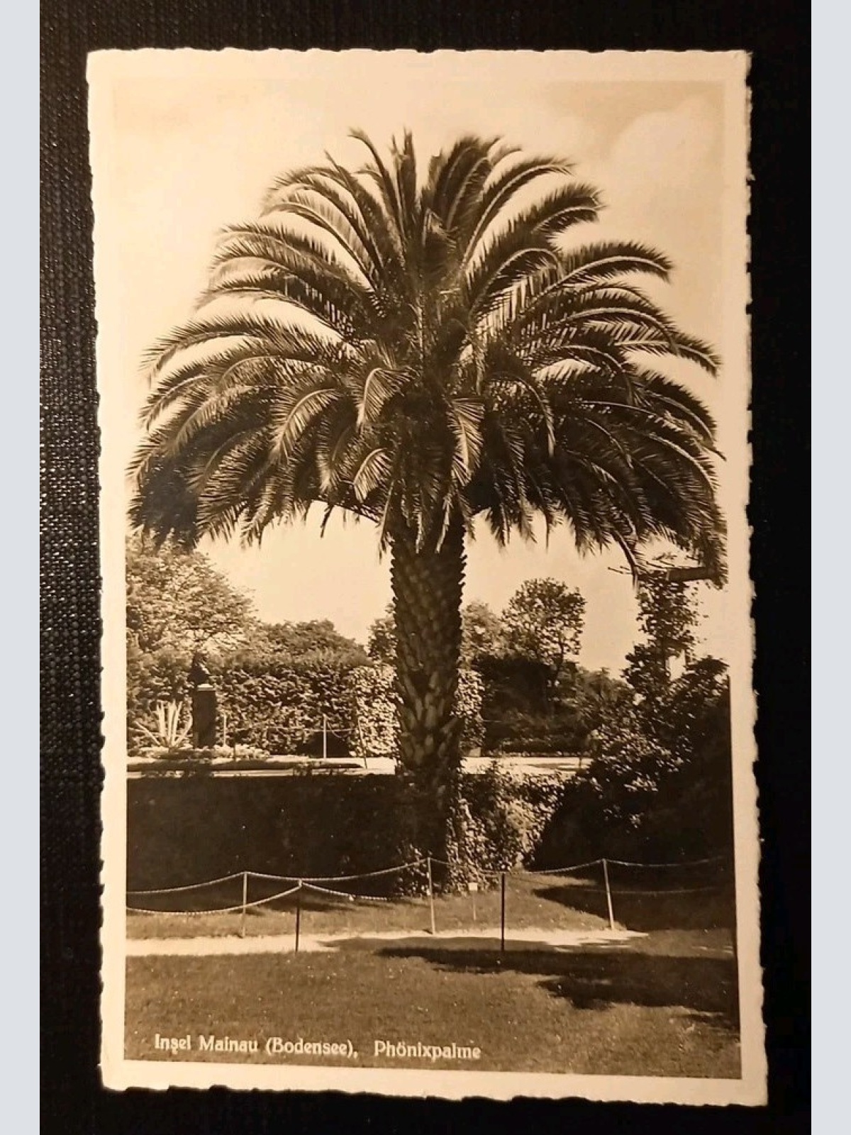 Insel Mainau Bodensee Phönixpalme 180218 H Gr