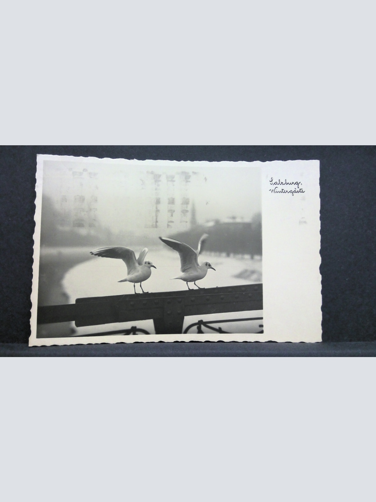 Salzburg Wintergäste Vögel Brücke Fluss Möwen JW 165615