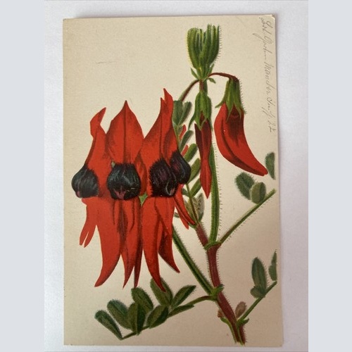 Clíanthus Dampíerí, Botanischer Garten München-Nymphenburg, Blume, 400558 AH