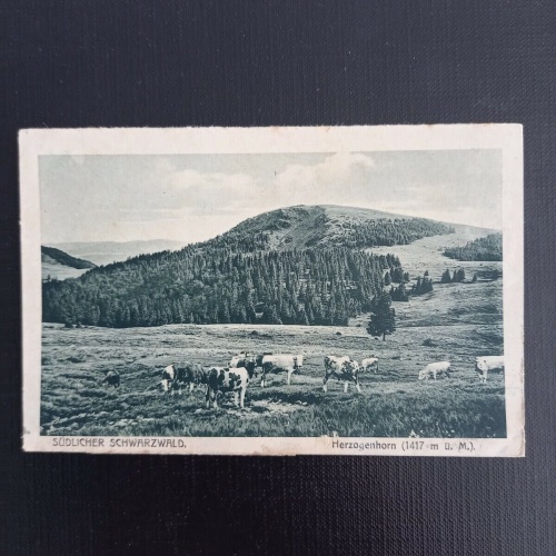 Schwarzwald - Herzogenhorn 110126 gr