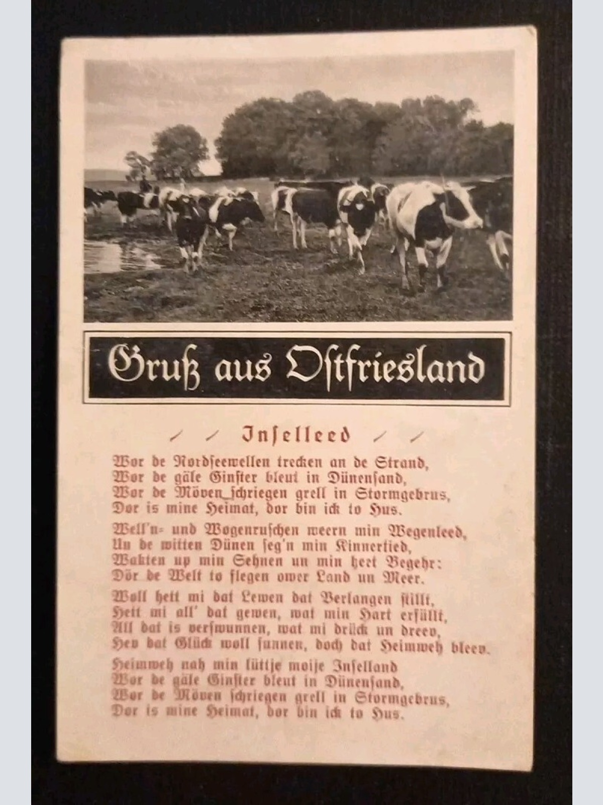 Ostfriesland Kühe 165658 gr I