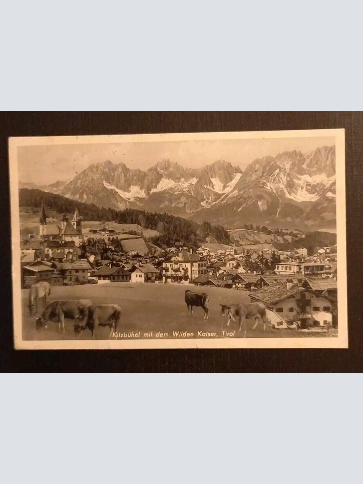 Kitzbühel Mit Wilden Kaiser Kühe 70012 gr I