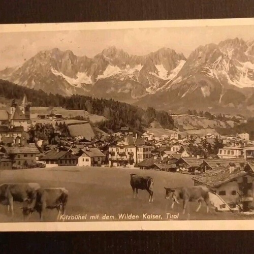 Kitzbühel Mit Wilden Kaiser Kühe 70012 gr I