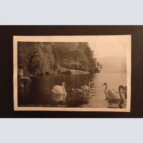 Salzkammergut Schwäne Am Traunsee 165789 H
