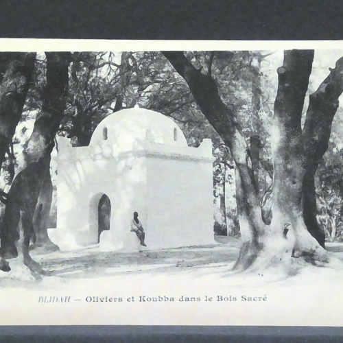 Blidah Oliviers et Koubba dans le bois sacre JW 1974 F