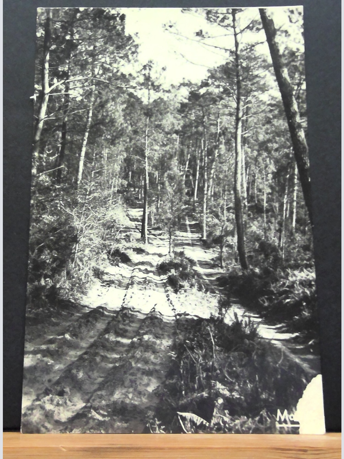 Les Beaux sites Landais Chemin forestier Waldweg JW 650329 C