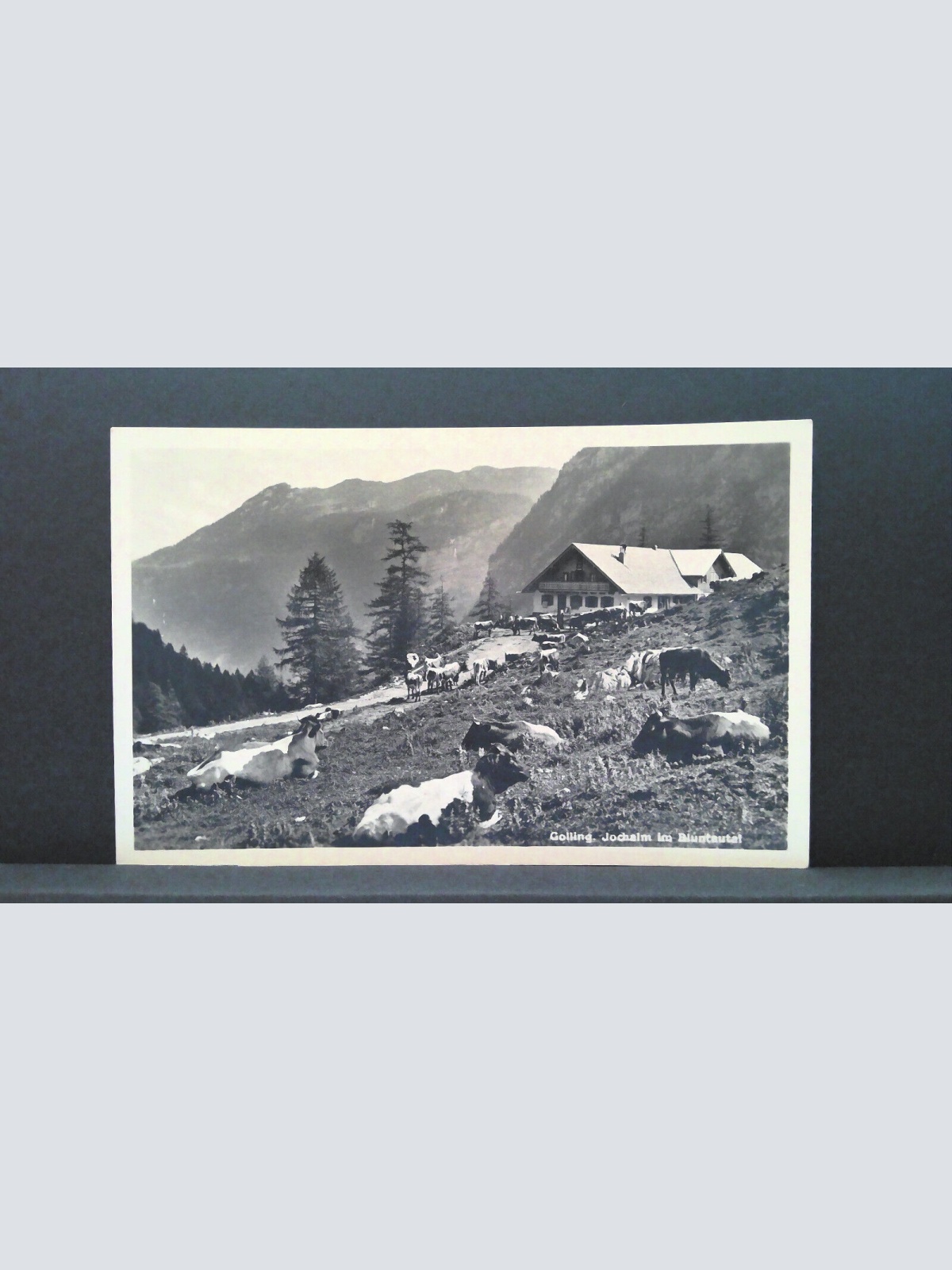 Golling Jochalm im Bluntautal Kühe JW 500286 C