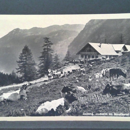 Golling Jochalm im Bluntautal Kühe JW 500286 C