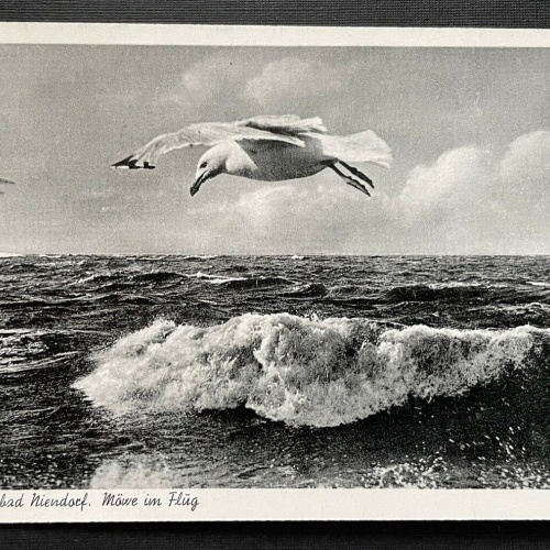 Ostseeheilbad Niendorf Möwe im Flug Welle SchleswigHolstein Deutschland 401086 A