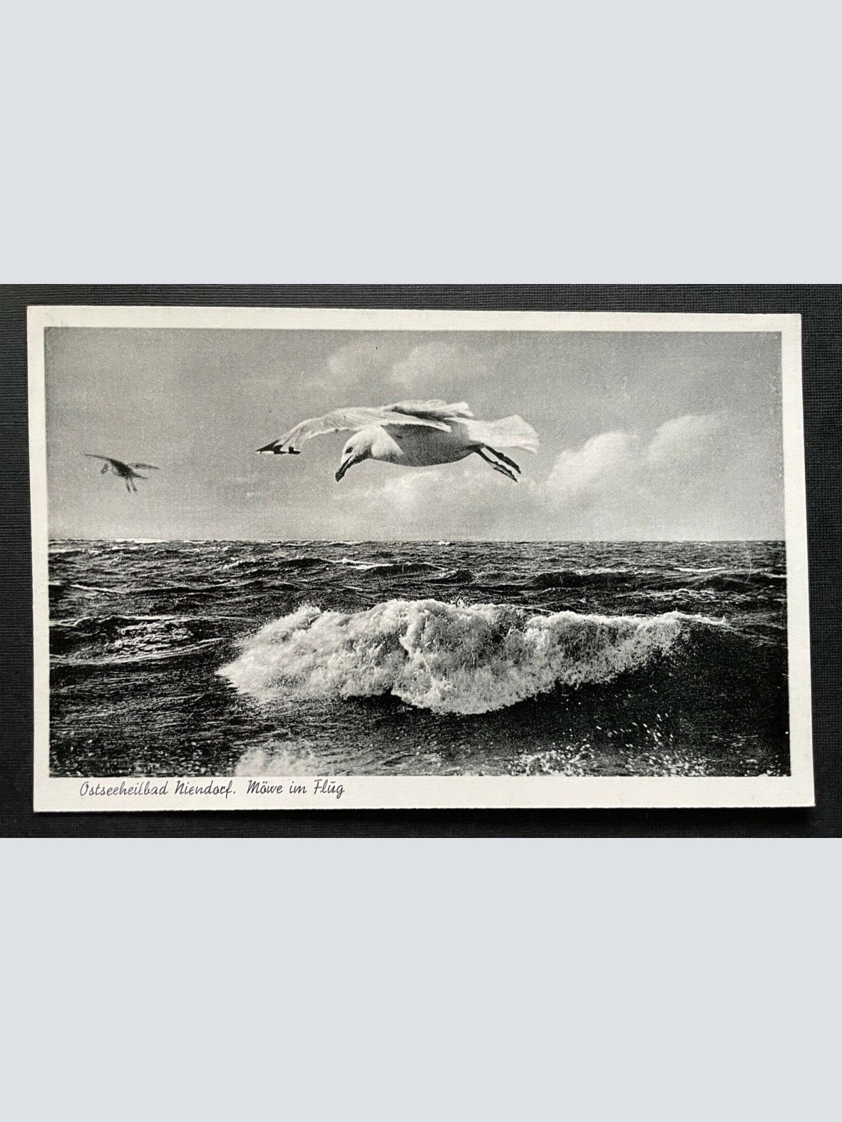 Ostseeheilbad Niendorf Möwe im Flug Welle SchleswigHolstein Deutschland 401086 A