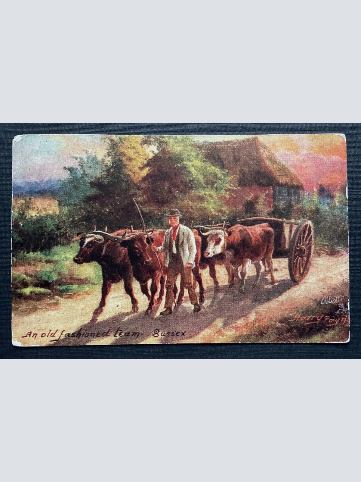 An old fashioned team Bauer Ochsen Wagen Sussex H.Payne England GB 401042 TH A