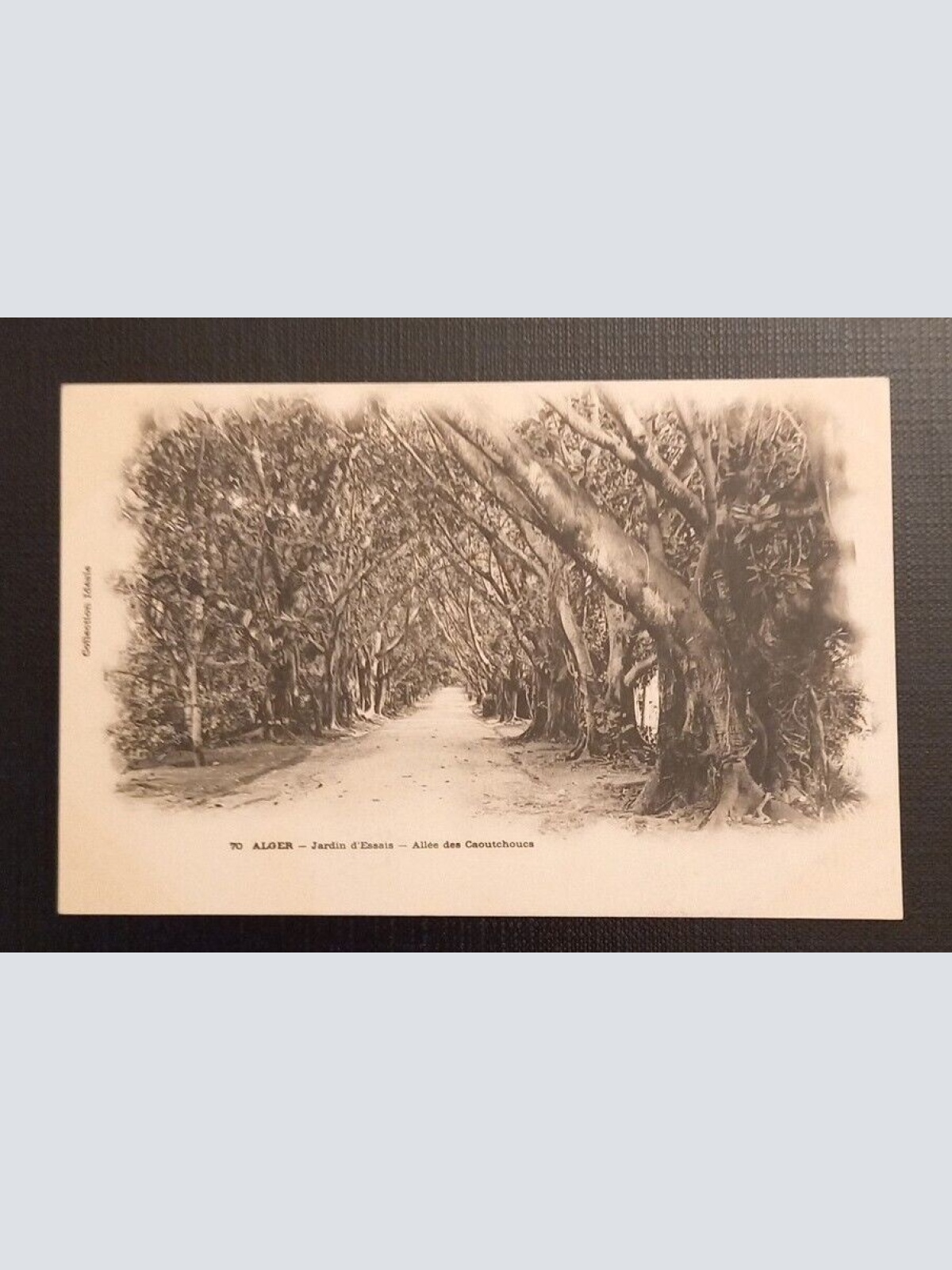 Ansichtskarte Algerien 70 Alger Jardin D'Essais Allee Des Caoutchouce 800047  E