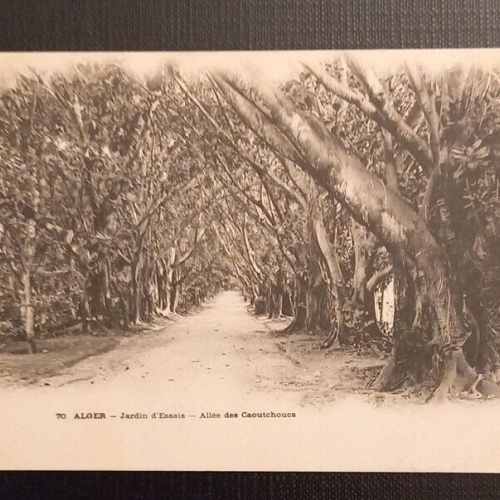 Ansichtskarte Algerien 70 Alger Jardin D'Essais Allee Des Caoutchouce 800047  E