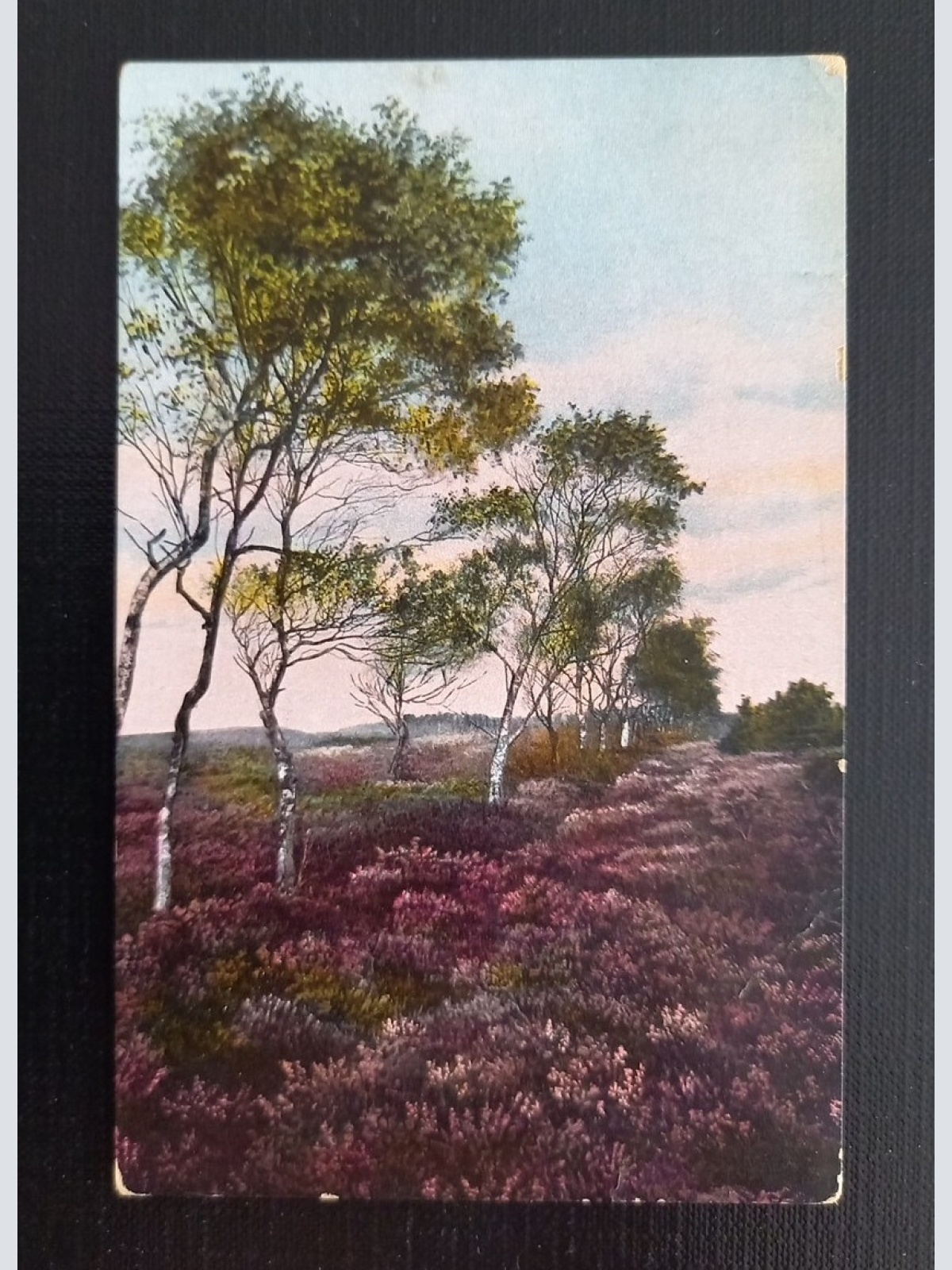 Lüneburger Heide 650318 G