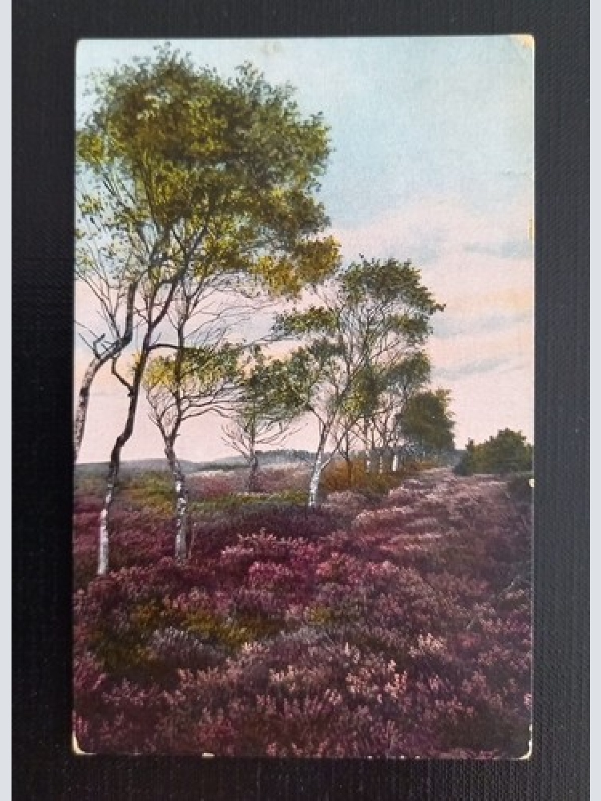 Lüneburger Heide 650318 G