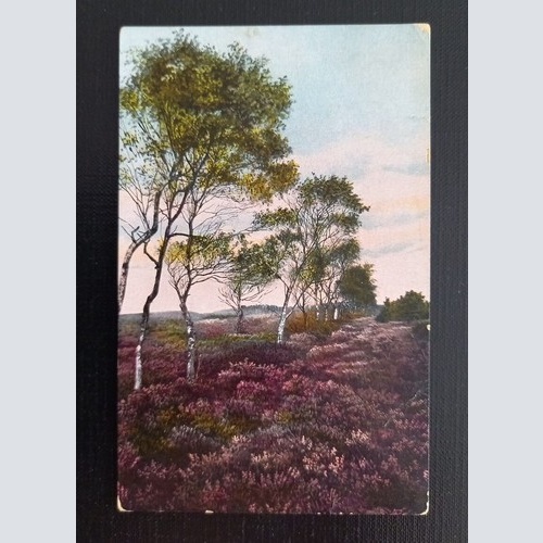 Lüneburger Heide 650318 G