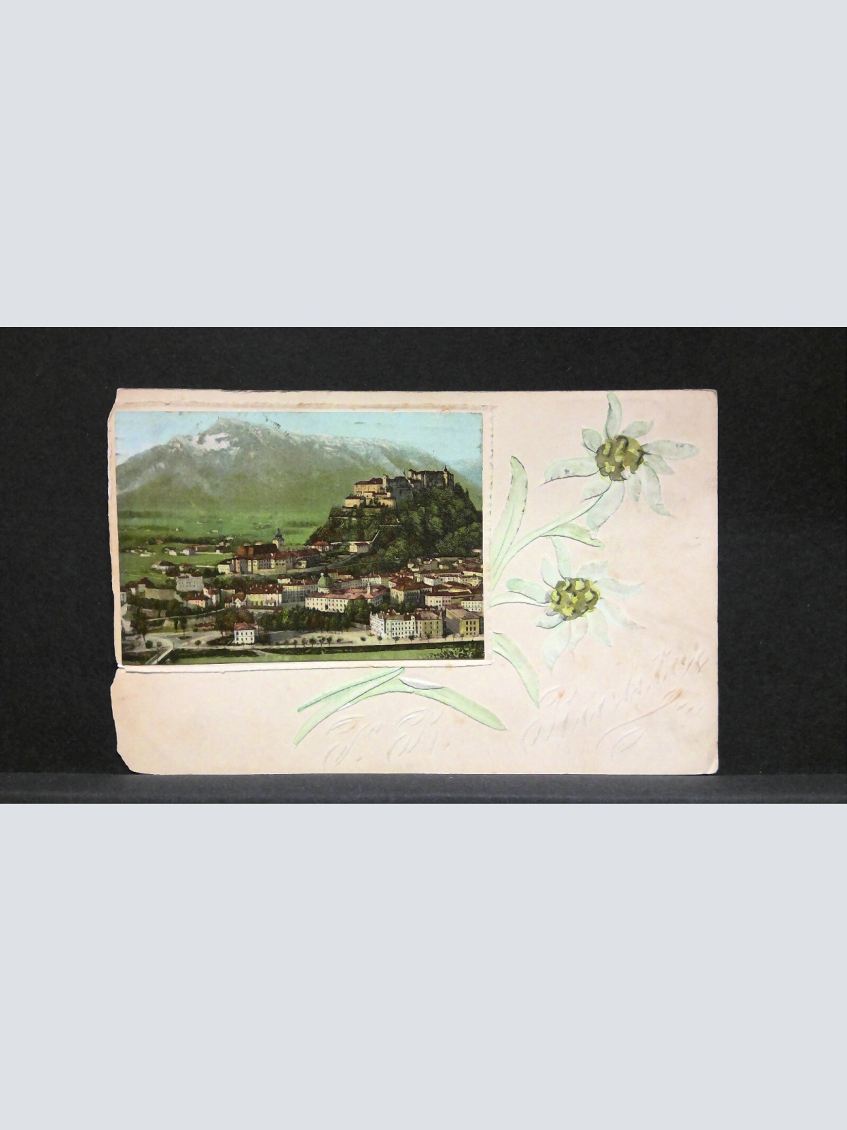 Salzburg Schloss Hohensalzburg Edelweiß JW165764