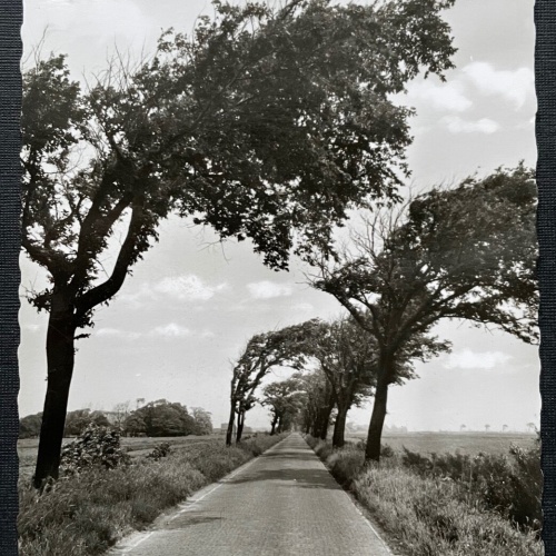 An der Nordseeküste Allee Strasse Bäume Wind Niedersachsen Deutschland 401020 A