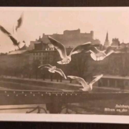 Salzburg Möwen An Der Salzach Festung 600208A gr K