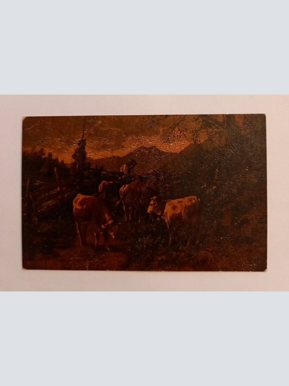 Kühe  mit Senn auf der Alm 600600A gr D