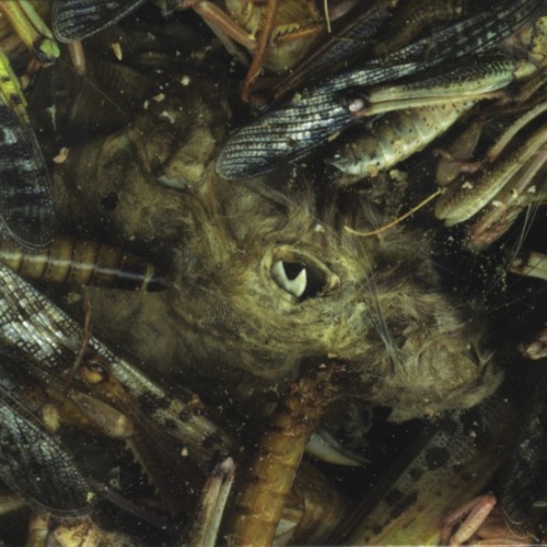 CD, Album Hessian (3) - Mànégarmr