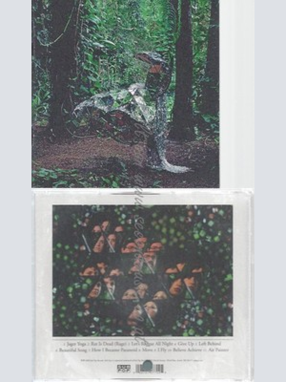 CD--CSS -- --- DONKEY