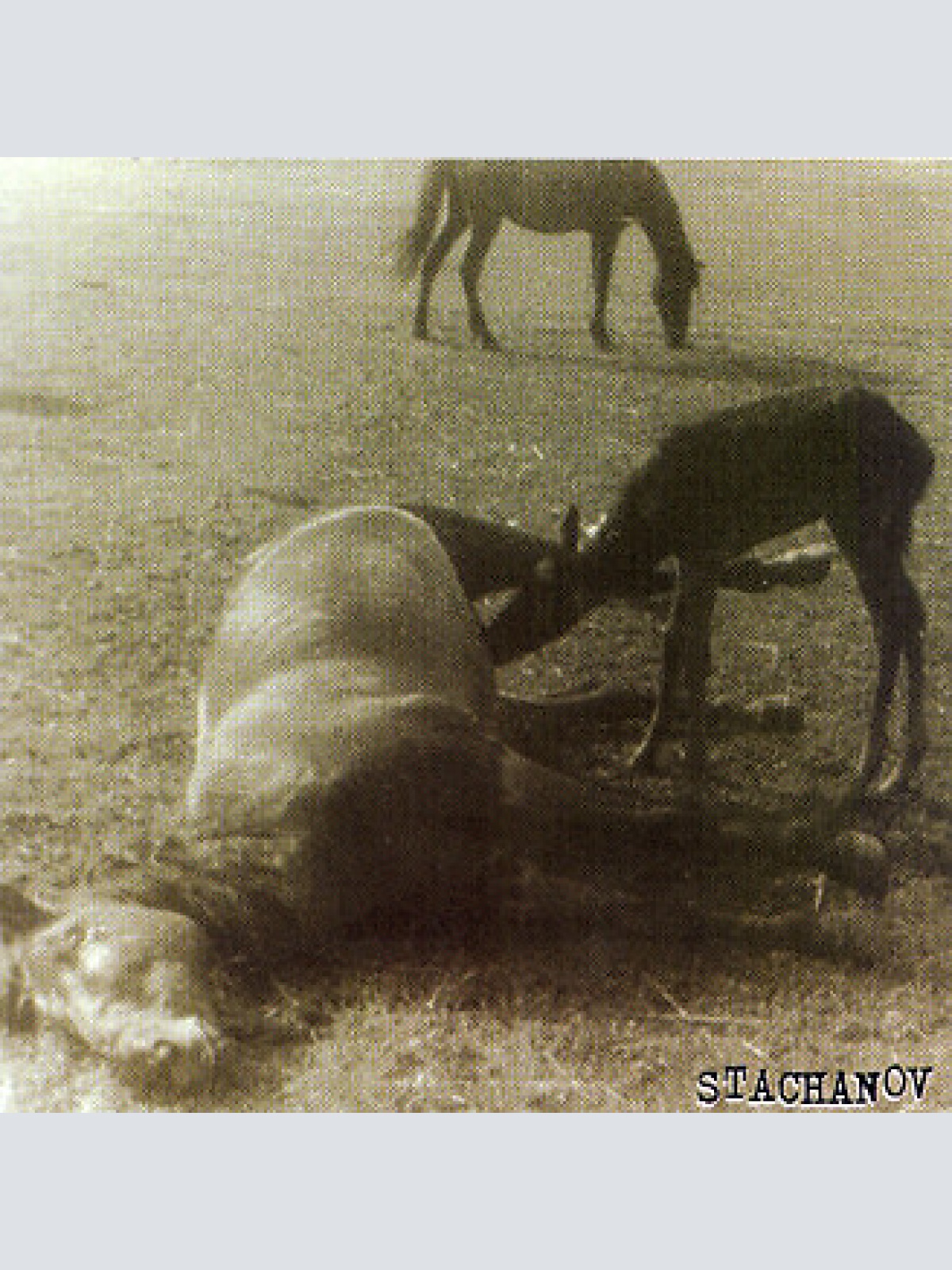 CD, Album Kurort - Stachanov