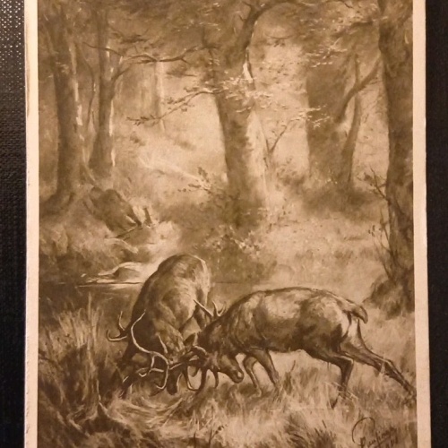 Ansichtskarte Pausinger Der Kampf Zwei Hirsche Gr 1796 H