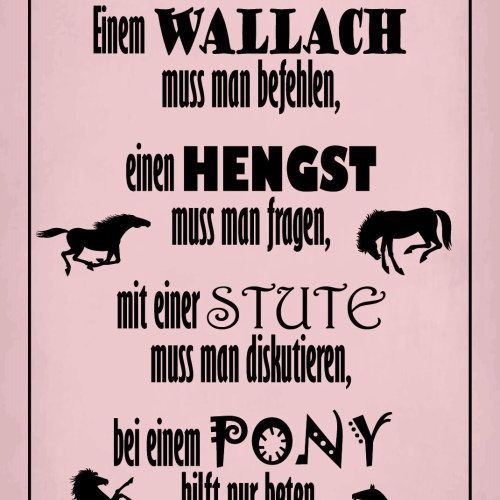 Schild Pferd Wallach Hengst Stute Pony 12x18 / 20x30 / 30x40 Blech od. Holz