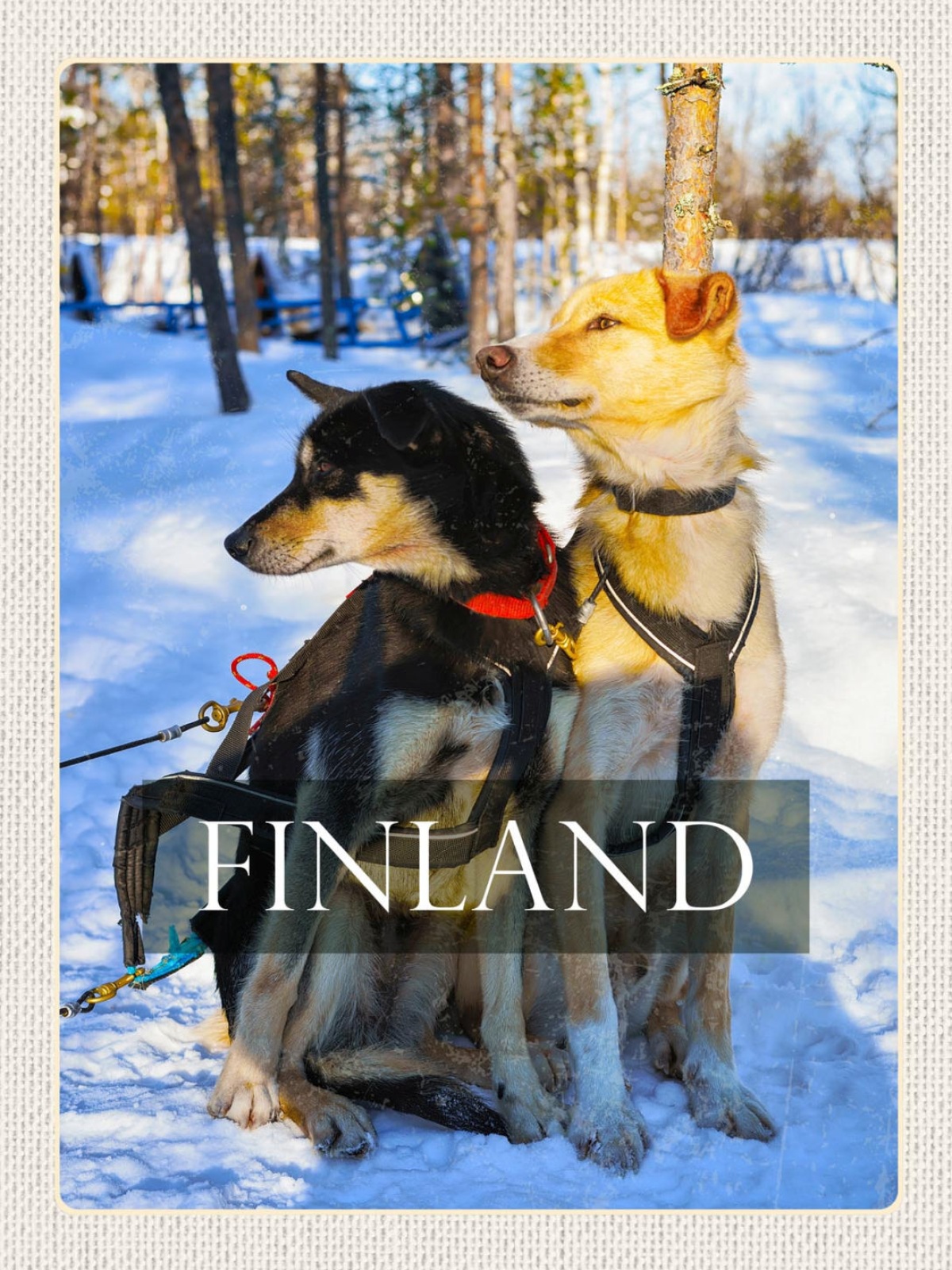 Schild Finland Finnland Husky Hunde Schnee Winter 12x18 20x30 30x40 Blech/Holz