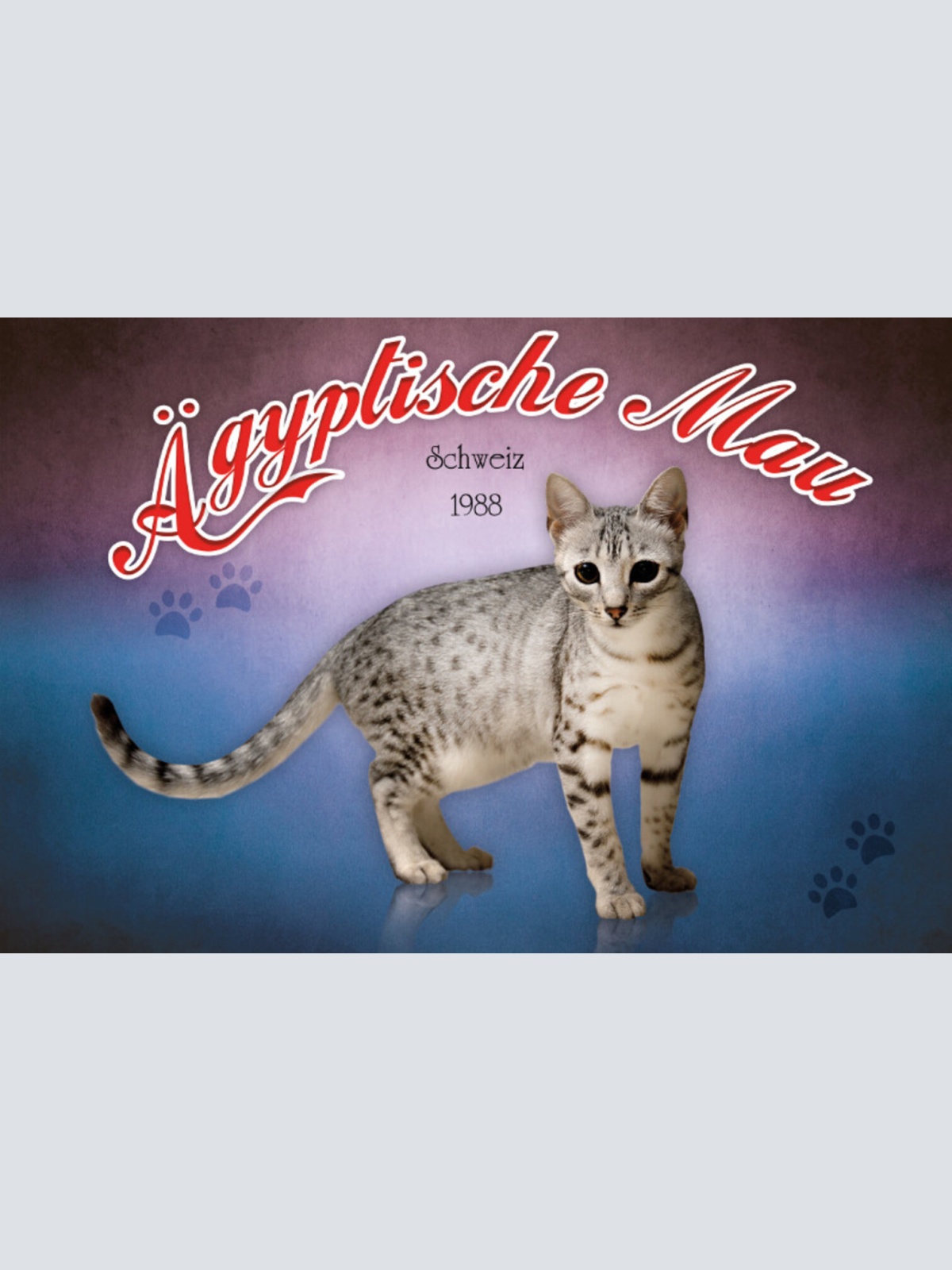Schild Spruch Ägyptische Mau Katze Schweiz 1988 JW