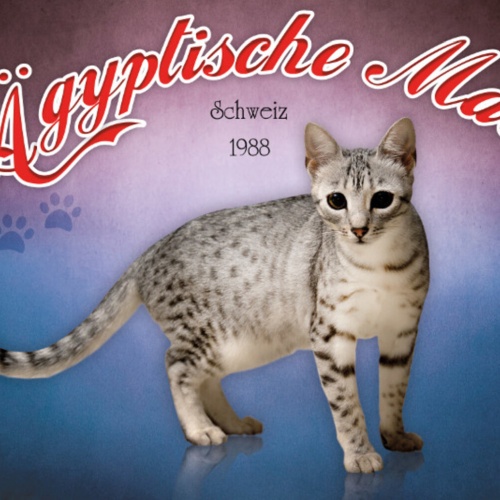 Schild Spruch Ägyptische Mau Katze Schweiz 1988 JW