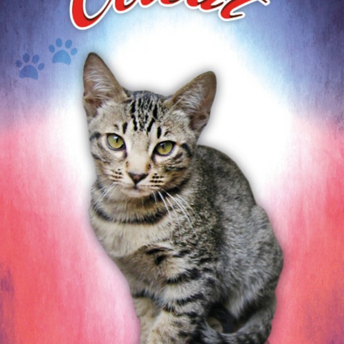 Schild Spruch Ocicat Katze JW