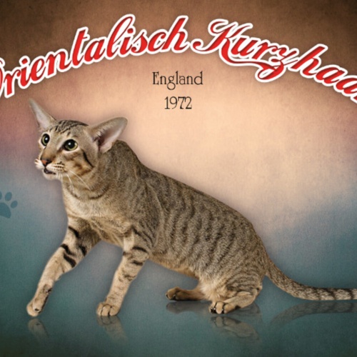 Schild Spruch Orientalische Kurzhaar Katze England 1972 JW