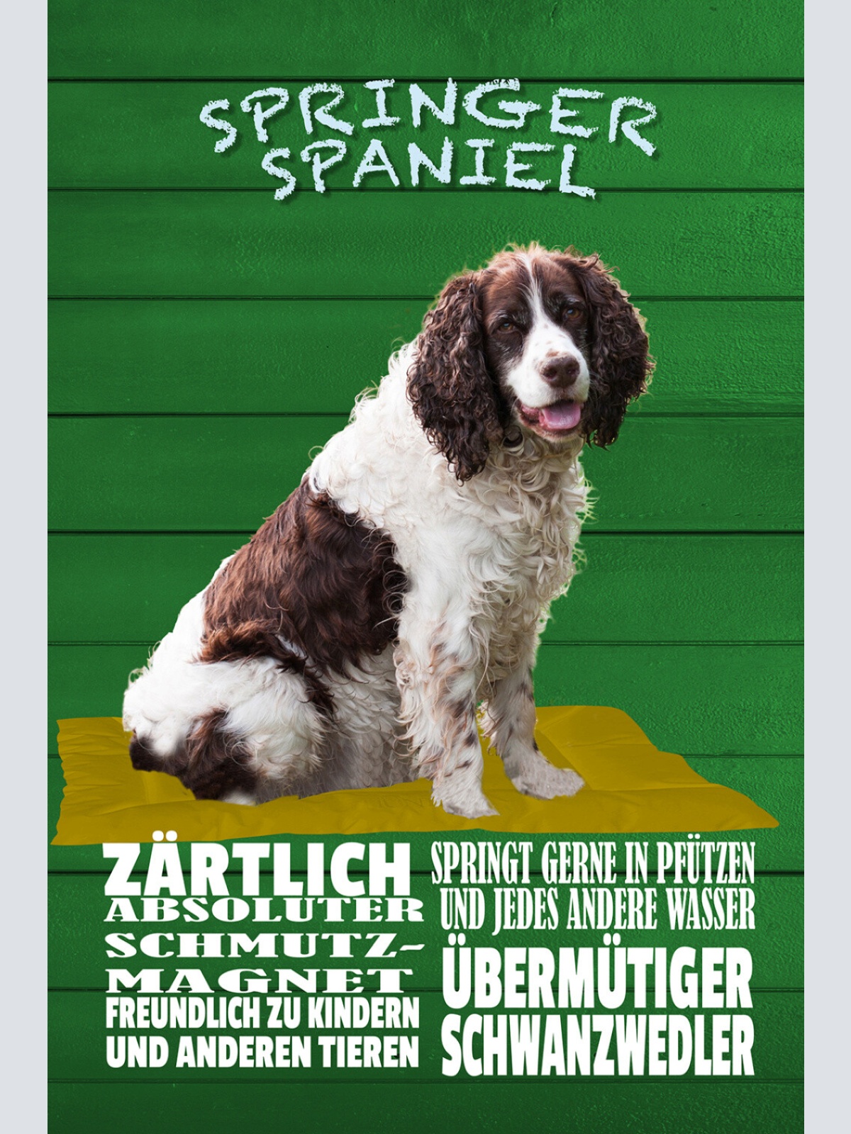 Schild Spruch Springer Spaniel Steckbrief Zärtlich Freundlich zu Kindern Hund JW