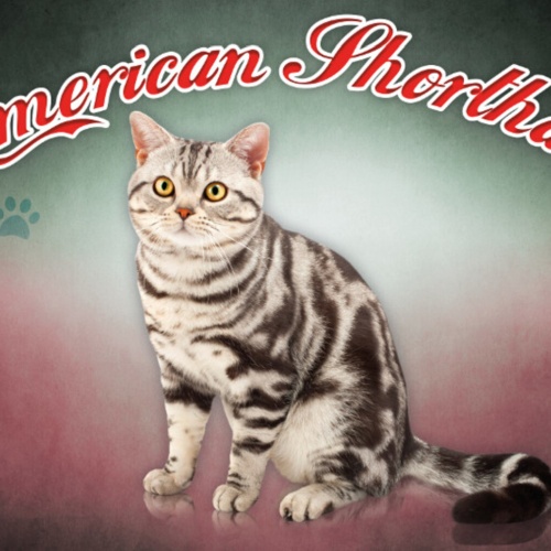 Schild Spruch American Shorthair Katze JW