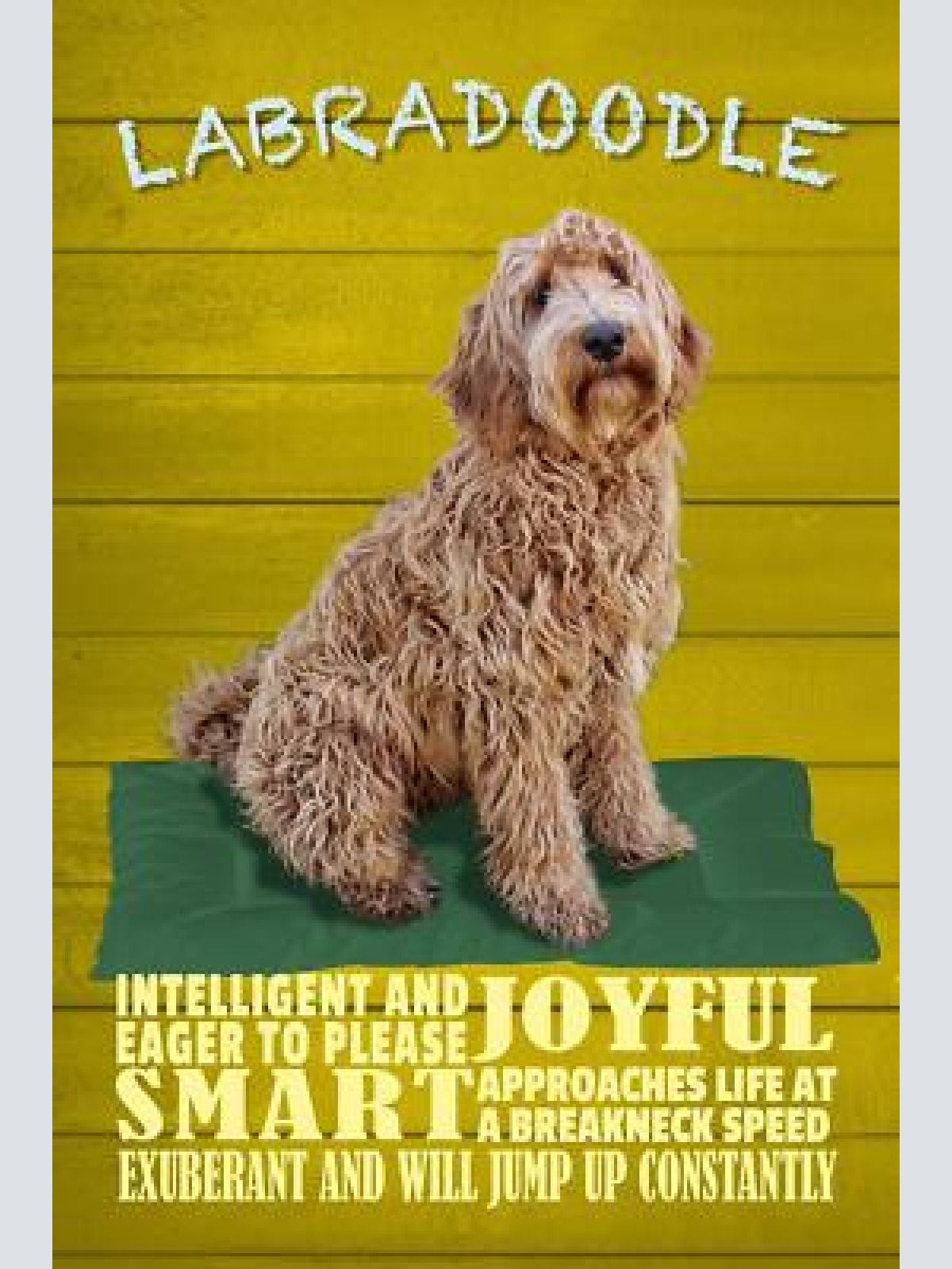 Schild spruch labradoodle steckbrief smart schlau hund jw