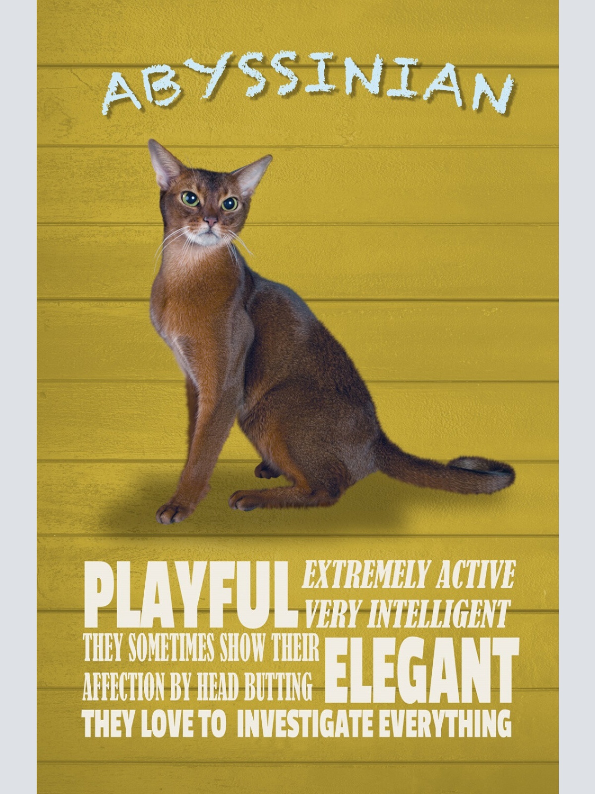 Schild Spruch Abyssinian Steckbrief Playful Verspielt Katze JW