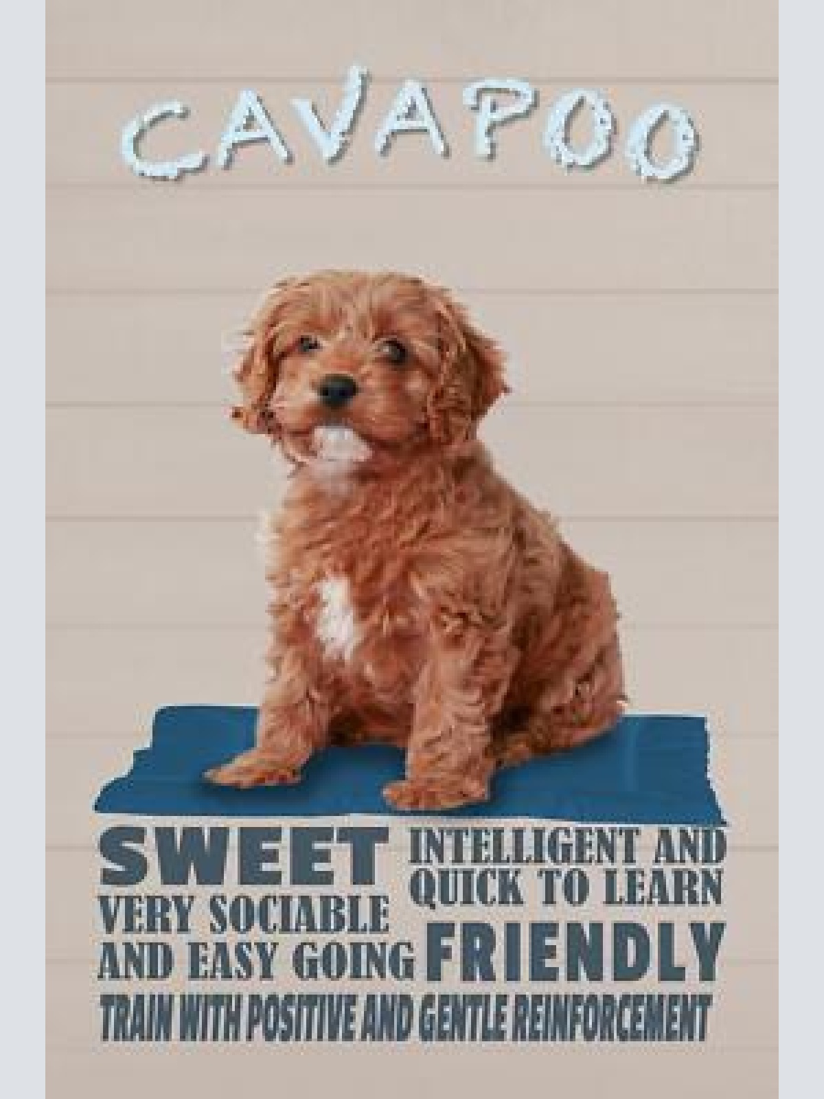 Schild spruch cavapoo steckbrief friendly freundlich hund jw