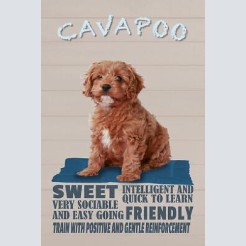 Schild spruch cavapoo steckbrief friendly freundlich hund jw