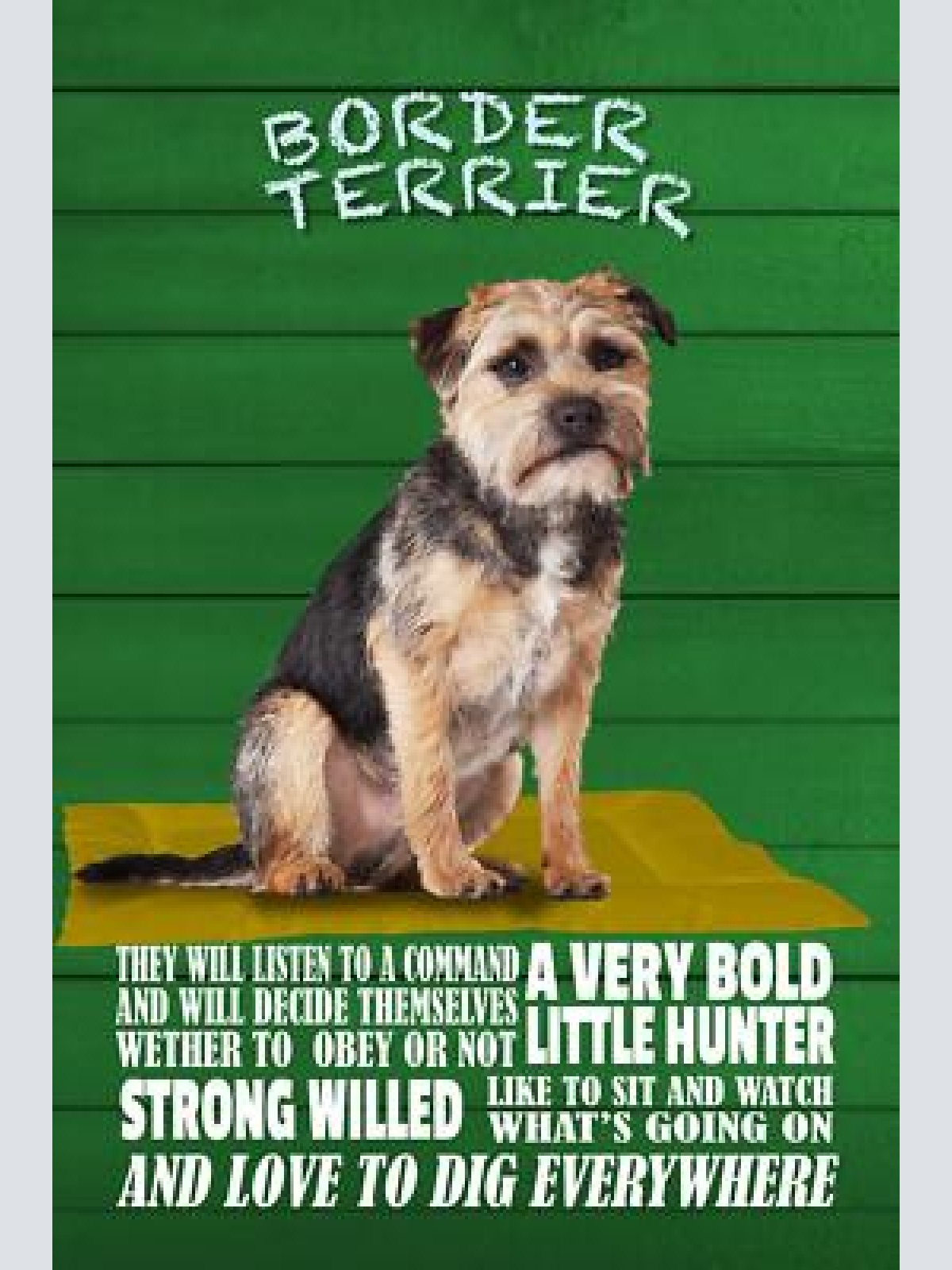 Schild spruch border terrier steckbrief little hunter kleiner jäger hund jw