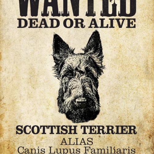 Schild Spruch Wanted Dead of Alive Gesucht Tot Leben Scottish Terrier Hund JW