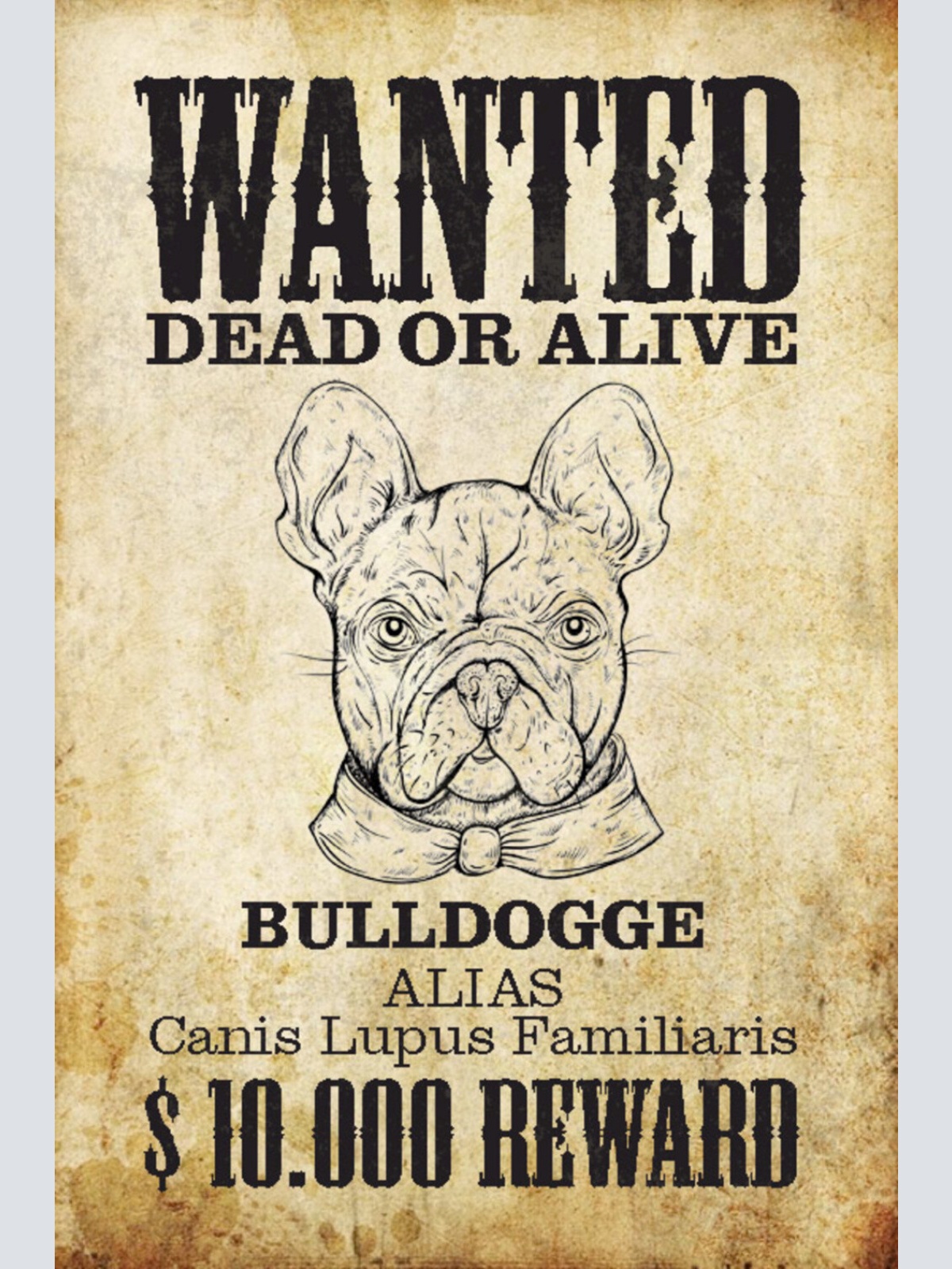Schild Spruch Wanted Dead or Alive Gesucht Tot Lebend Bulldogge Hund JW