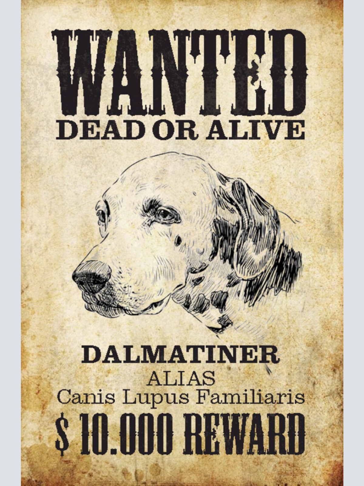Schild Spruch Wanted Dead or Alive Gesucht Tot Lebend Dalmatiner Hund JW
