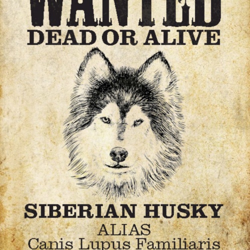 Schild Spruch Wanted Dead or Alive Gesucht Tot Lebend Siberian Husky Hund JW